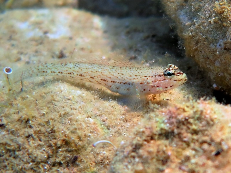 Gobius incognitus (M. Kovacic and R. anda, 2016) vs. Gobius bucchichi (Steindachner,1870)